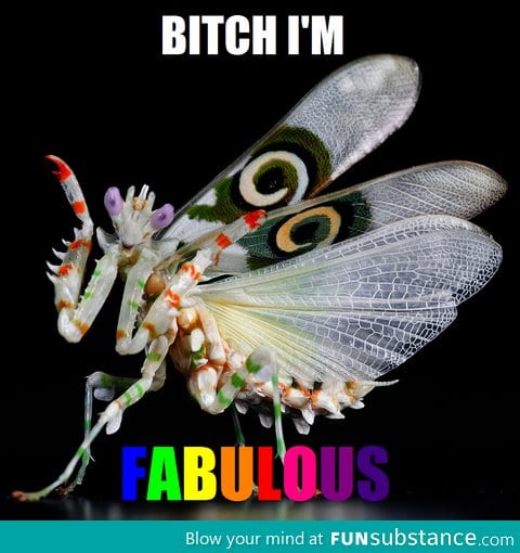 Fabulous whatever it is