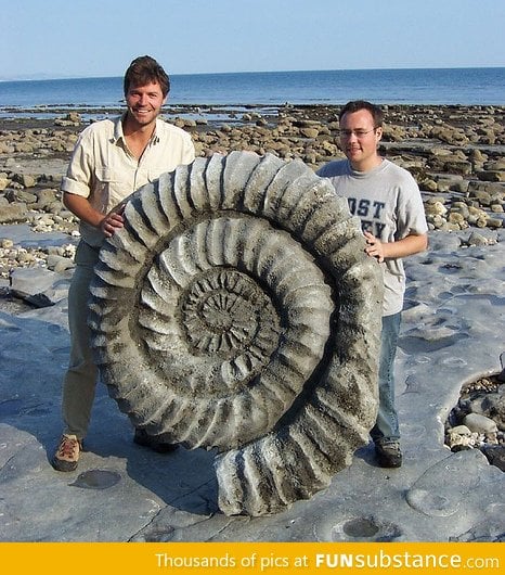 Million year old ammonite