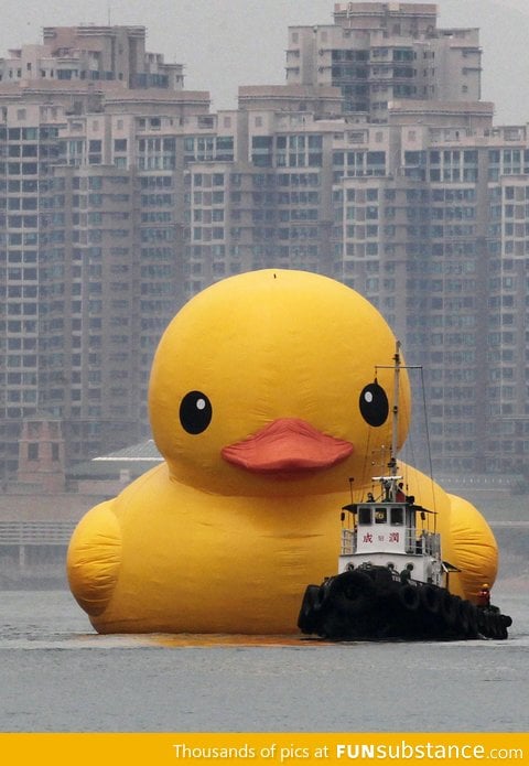 World's largest rubber ducky, as it arrives by tugboat into hong kong harbor