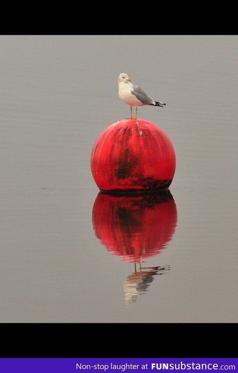 He was a buoy, she was a gull can i make it any more obvious?