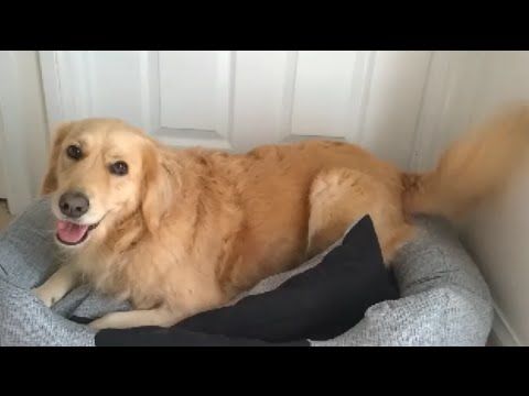 Owners buy dog a new bed, dog loves it