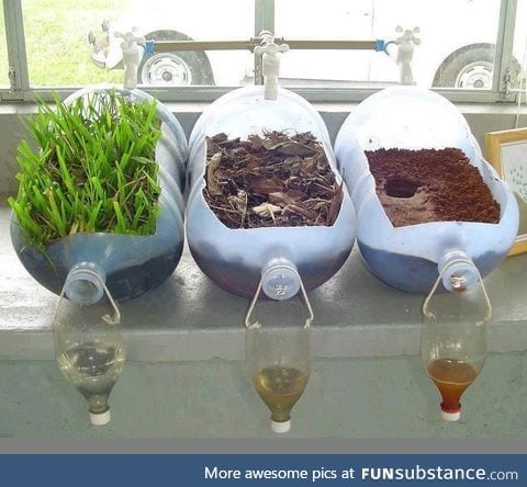 An example of how plants clean water