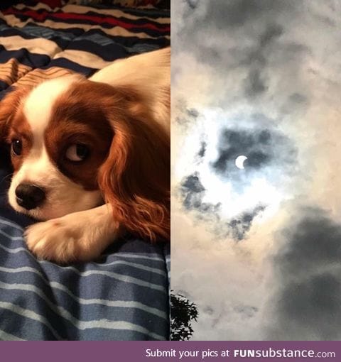 When your aunts dog looks like the solar eclipse