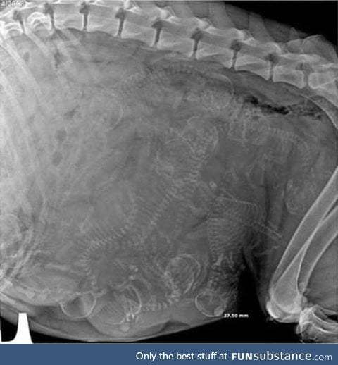 X-Ray of a pregnant dog