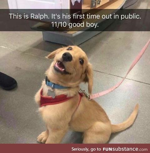 Good boy