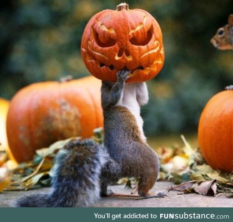 Sam the squirrel iscready for halloween