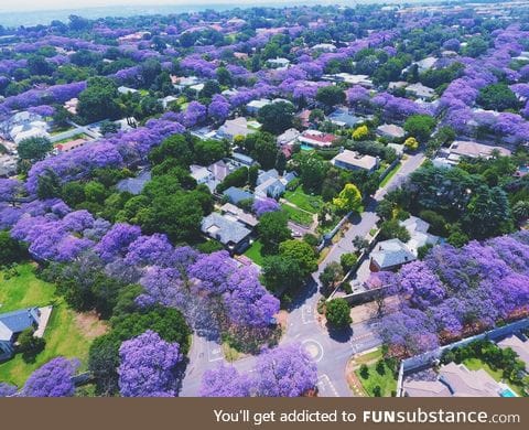 Jacaranda trees blooming in Johannesburg