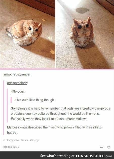 Owl definition