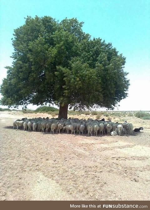 The importance of 1 tree
