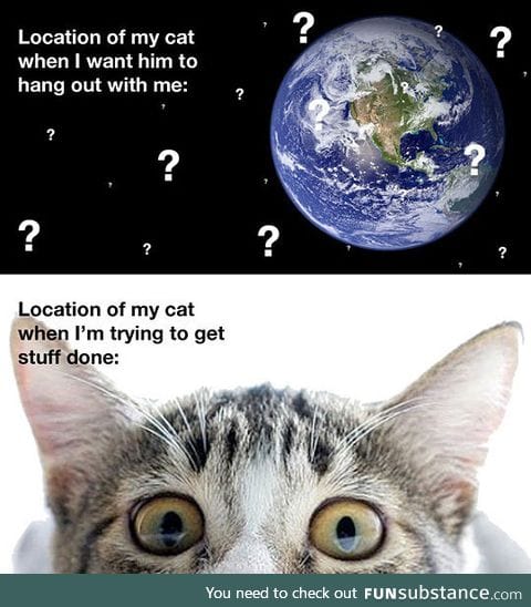 The location of my cat