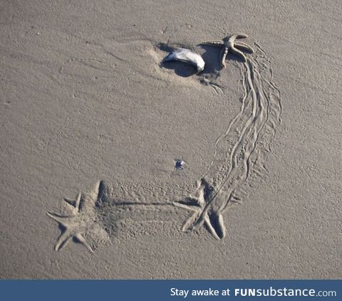 Starfish tracks