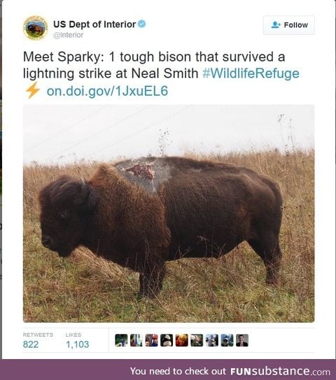Bison hit by lightning and survived