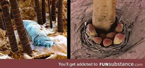 When feeling alone, remember that Demodex is always with you, in your eyelashes