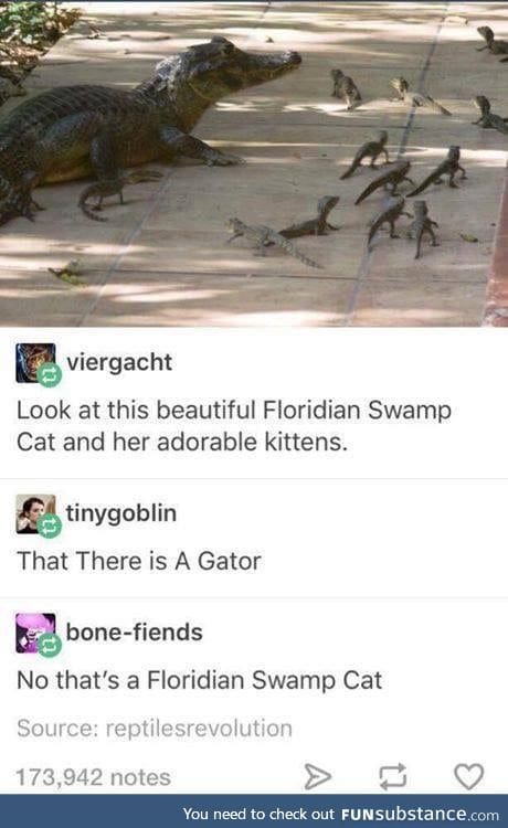 The pet of Florida mans