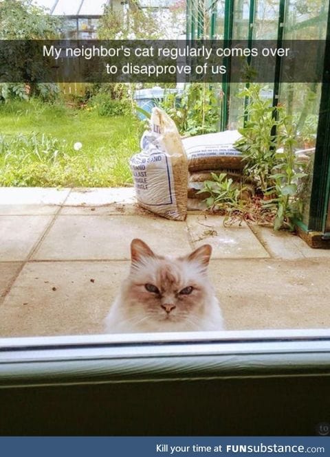 Considerate Neighbor Kitty Giving Free Disapprovals