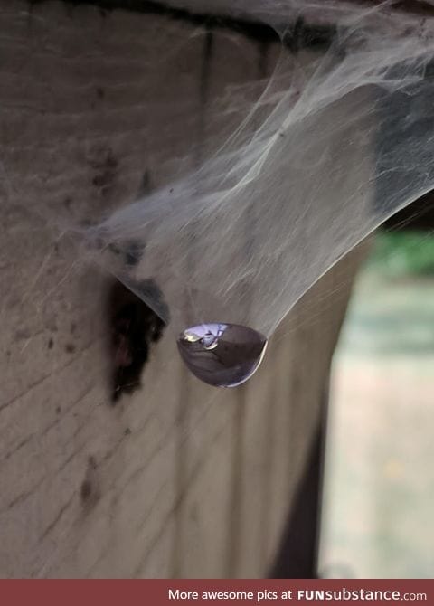 Spider webs hold water