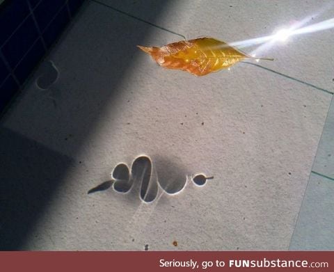 Leaf floating on water, casting a unique shadow
