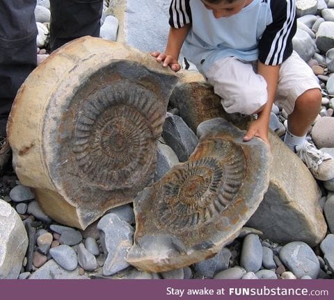 Fossil inside a stone