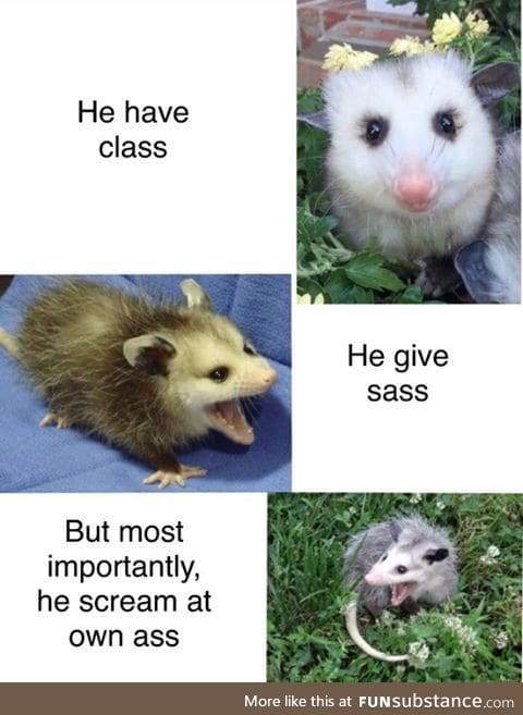 I need to get myself a possum