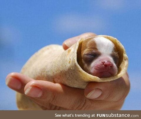 Probably the cutest burrito ever