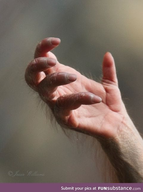 The hand of a young orangutan, photo by Jessie Williams