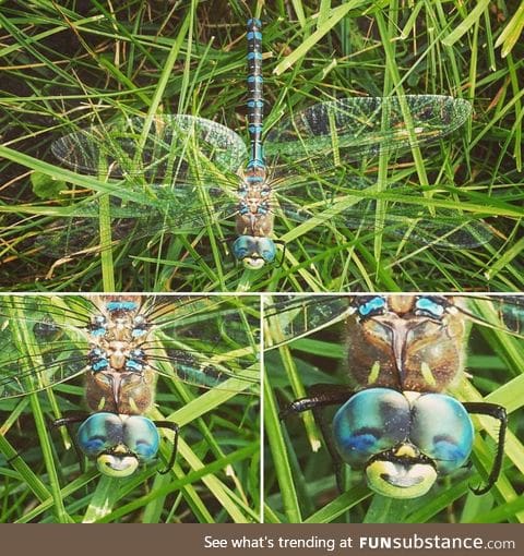 This dragonfly looks like he just farted and is really pleased with himself