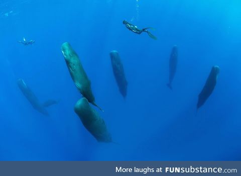 TIL: Pods of sperm whales take synchronized vertical naps 6-24 minutes in length