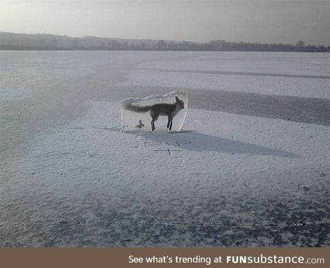 Guard put this frozen fox to warn people on the lake