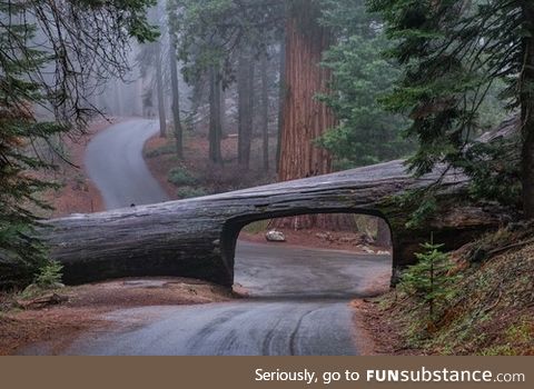 Road through a Redwood