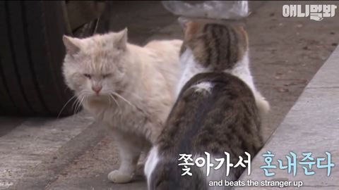 Disabled cat has a bodyguard friend