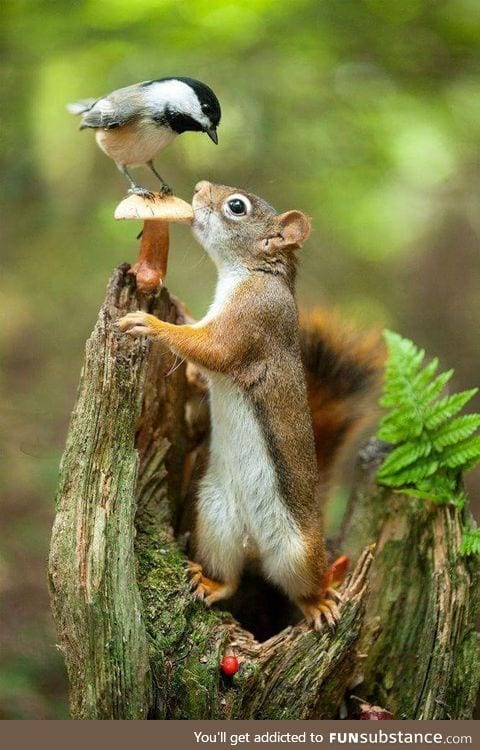 Mushroom, chickadee and a squirrel