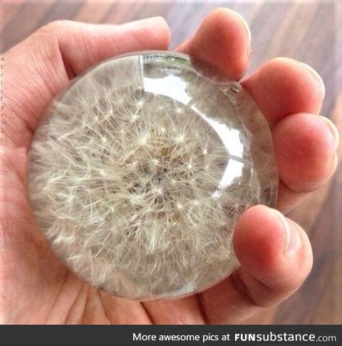 A Dandelion preserved in resin