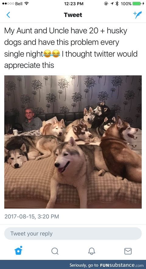 They are all good dogs