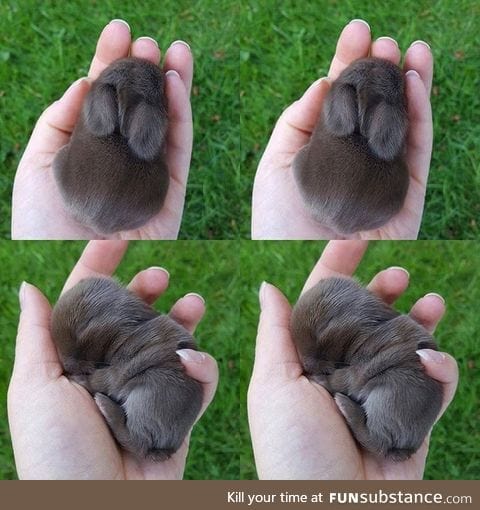 Little bunny