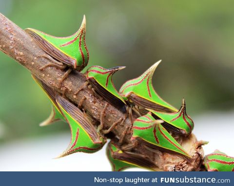 These insects look like thorns