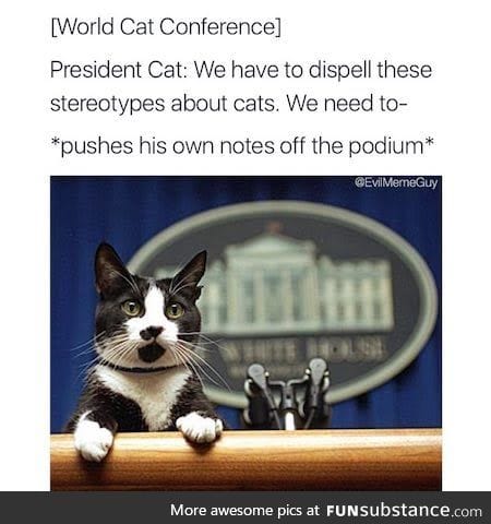 Mr. Catsident doing important things