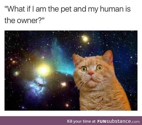 Cat shower thought