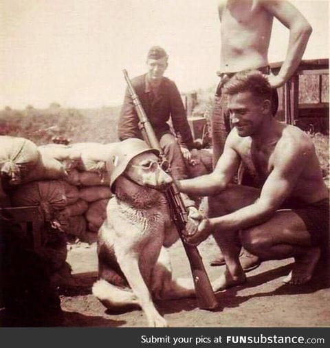 A dog being posed by a German soldier during the World War II