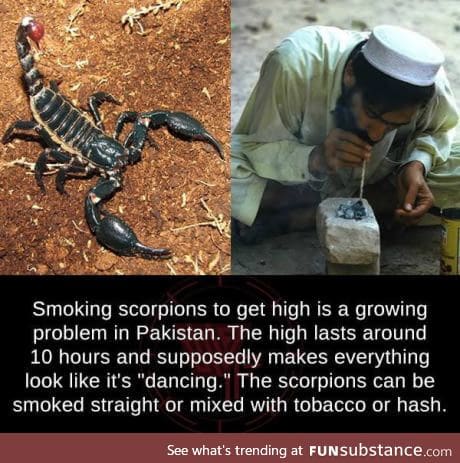 Smoking scorpions in Pakistan