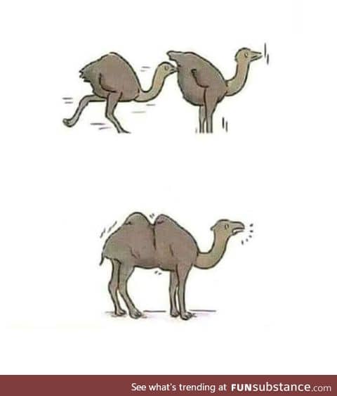 And that's how we get a camel