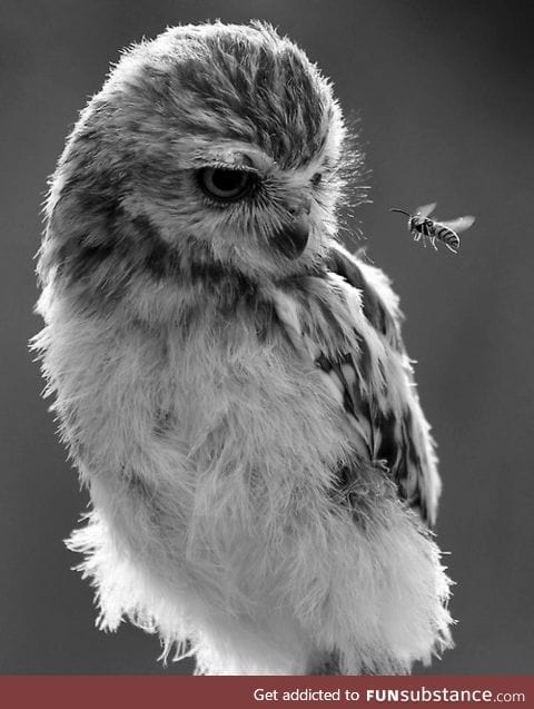 An owl and a bee check each other out