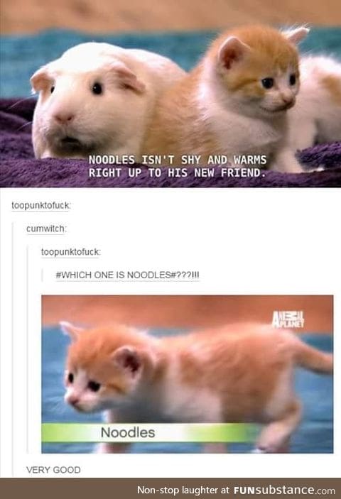 Kitties are the best