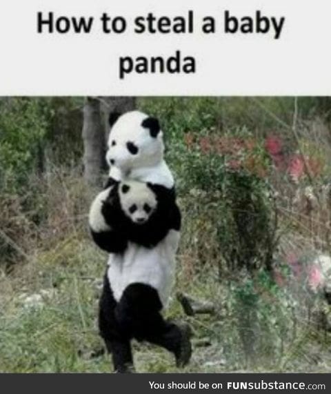 Pandas are not bipedal