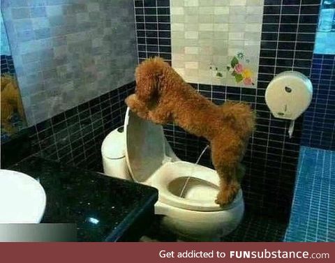 Potty trained