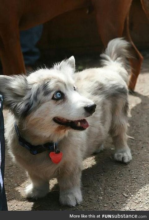 Two breeds of dog in one: The corgi-husky