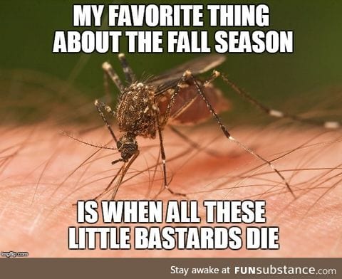 Forget pumpkin spice, give me mosquito-death