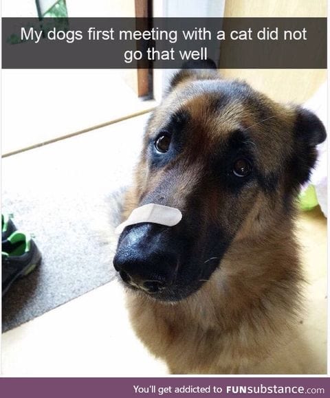 Poor dog