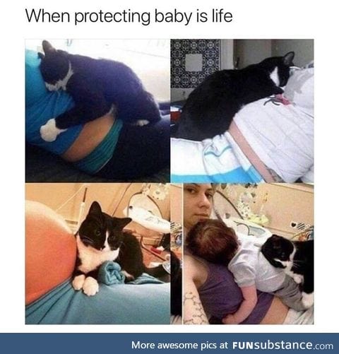 This cat will be a good parent