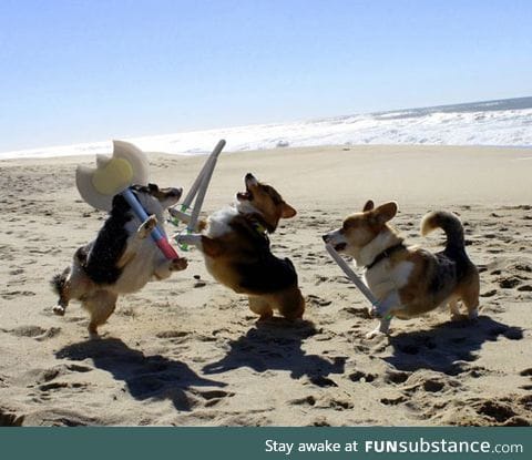 Epic corgi battle