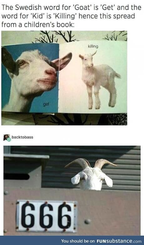 Goats are my favourite animal now